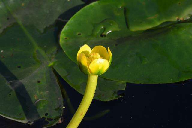 Image of pond-lily