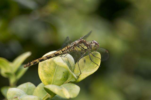 Image of Sympetrum Newman 1833