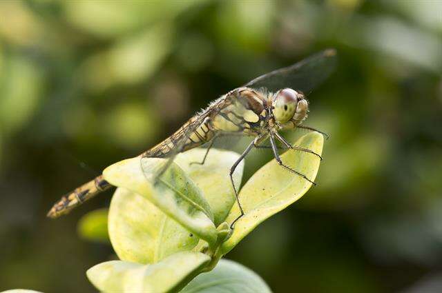 Image of Sympetrum Newman 1833