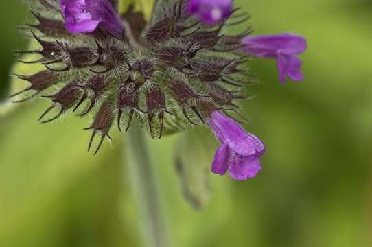 Image of clinopodium