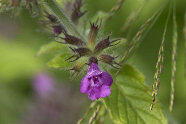 Image of clinopodium