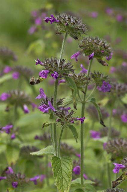 Image of clinopodium