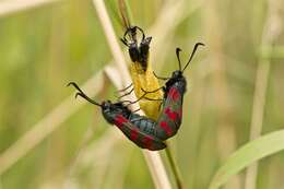 Image of burnet and forester moths