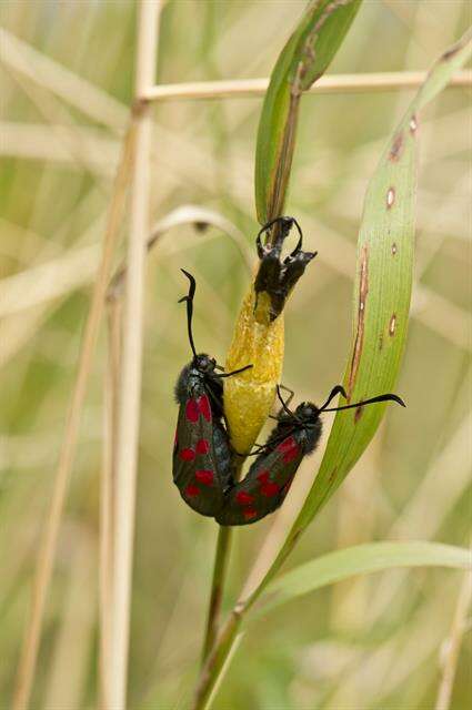 Image of burnet and forester moths