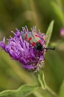 Image of burnet and forester moths