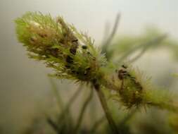 Image of Bearded Stonewort