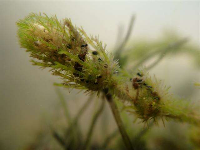 Image of Bearded Stonewort