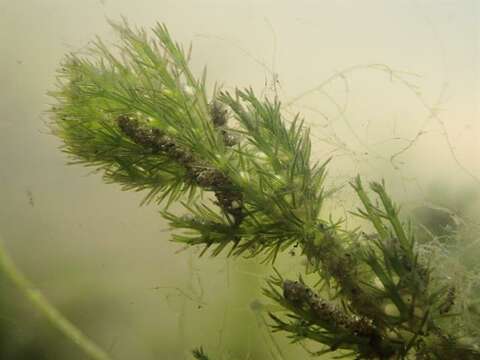 Image of Bearded Stonewort