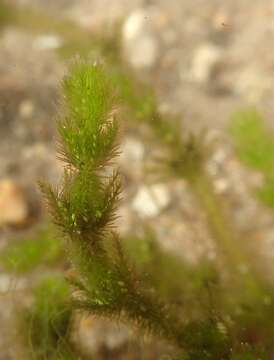 Image of Bearded Stonewort