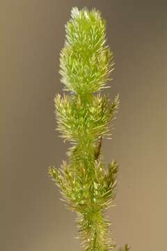 Image of Bearded Stonewort