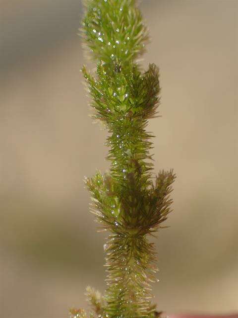 Image of Bearded Stonewort