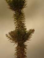 Image of Bearded Stonewort