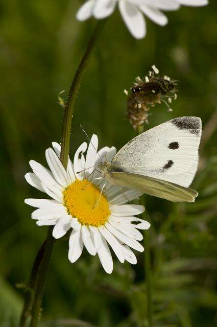 Image de Pieris