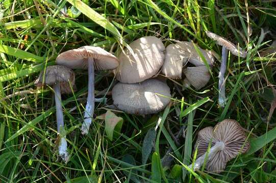 Entoloma griseocyaneum (Fr.) P. Kumm. 1871 resmi