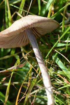 Image of Entoloma griseocyaneum (Fr.) P. Kumm. 1871