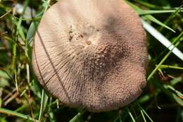 Image of Entoloma griseocyaneum (Fr.) P. Kumm. 1871