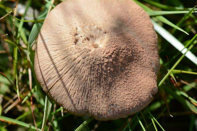 Image of Entoloma griseocyaneum (Fr.) P. Kumm. 1871