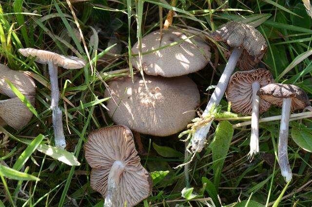 Image of Entoloma griseocyaneum (Fr.) P. Kumm. 1871