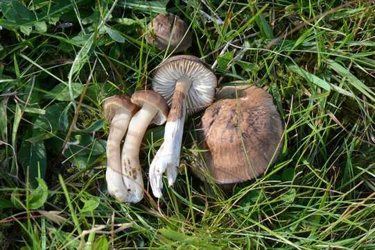 Слика од Hygrocybe ingrata J. P. Jensen & F. H. Møller 1945