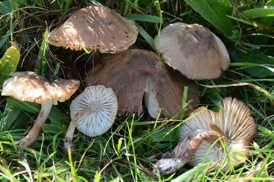 Image de Hygrocybe ingrata J. P. Jensen & F. H. Møller 1945