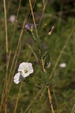 Image of bindweed