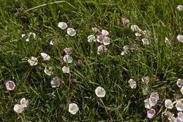 Image of bindweed