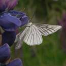 Image of Black-veined moth