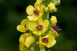 Image of mullein