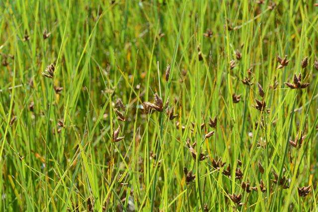 Image of bulrush