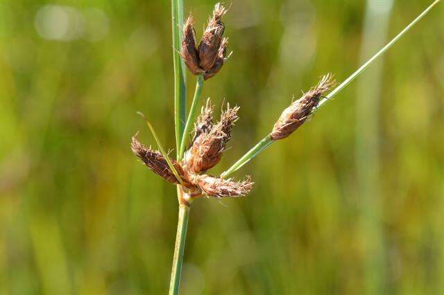 Image of bulrush