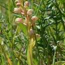 Image of Frog orchid