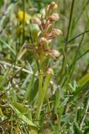 Plancia ëd Dactylorhiza