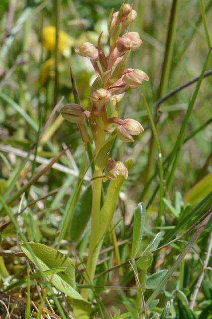 Plancia ëd Dactylorhiza