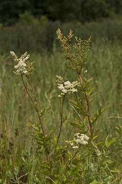 Image de Filipendula