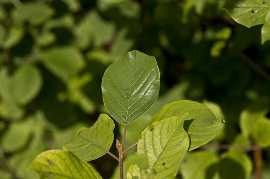 Image of buckthorn