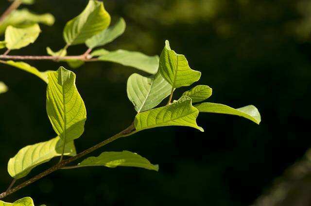 Image of buckthorn