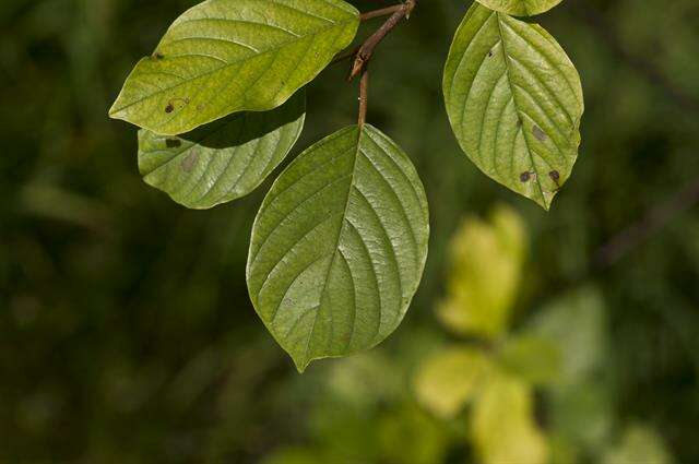 Image of buckthorn