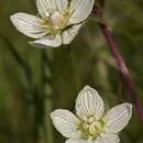 Слика од Parnassia palustris L.