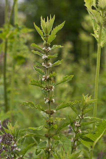 Image of Bugleweed