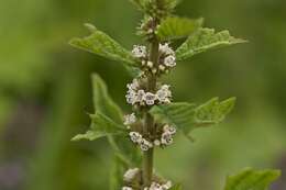 Image of Bugleweed