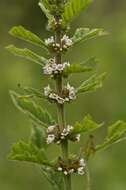 Image of Bugleweed