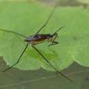 Image of Common pond skater