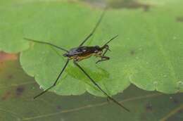 Image of Pond Skate