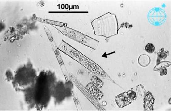 Image of alveolates