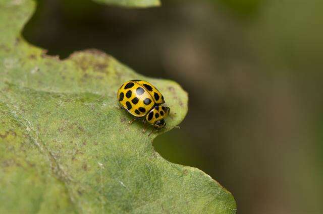 صورة <i>Psyllobora vigintiduopunctata</i>