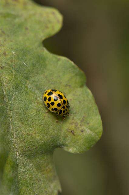 صورة <i>Psyllobora vigintiduopunctata</i>