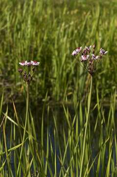 Image of flowering rush family