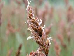 Image of brown sedge