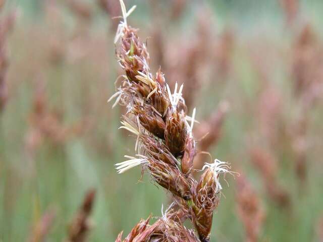 Image of brown sedge