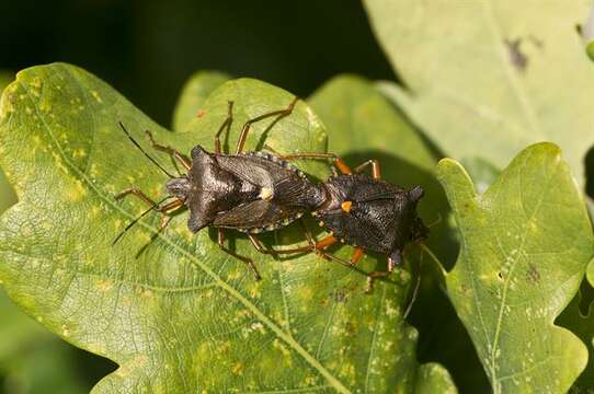 Image of <i>Pentatoma rufipes</i>